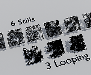 Tree Canopy GOBO Pack Animated and Stills Texture