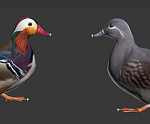 Mandarin Duck