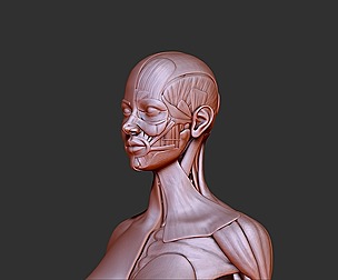 female anatomy v3d print