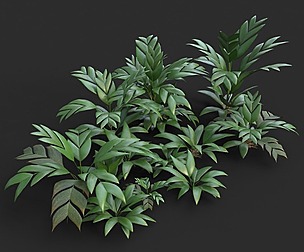 Modular Tasi Palm Trees - Geonoma Baculifera