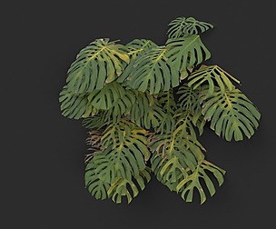 Monstera Plant Set