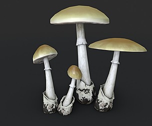 Death Cap Mushroom Set