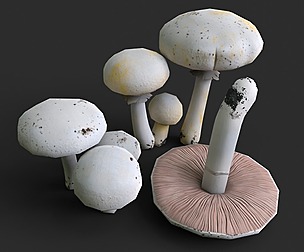 Agaricus Mushrooms Set