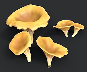 Golden Chanterelle Mushroom Set