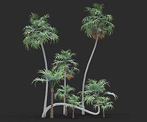 Modular Green Thatch Palm Tree - Thrinax Radiata