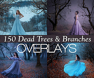 150 Bare branches, dead trees overlays, dry