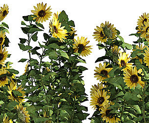 sunflower field