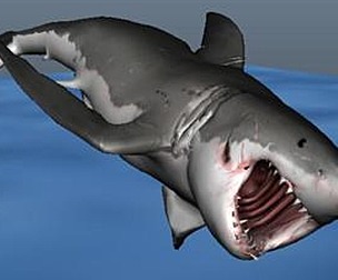 shark