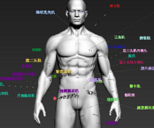 human body