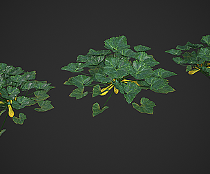Squash Plant