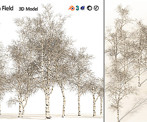winter paper birch tree forest