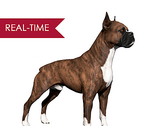 Boxer Real-Time