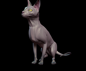 sphynx cat