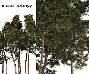 scotch pine tree forest