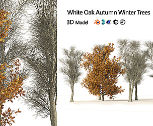 winter and fall oak trees