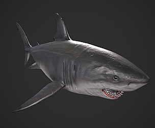 Great White Shark