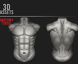 Anatomy Torso Asset.
