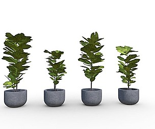 Fiddle Leaf Fig - Ficus lyrata