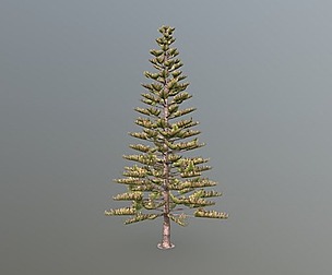 Norfolk Island Pine