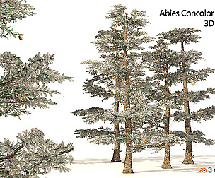 Winter Abies concolor trees