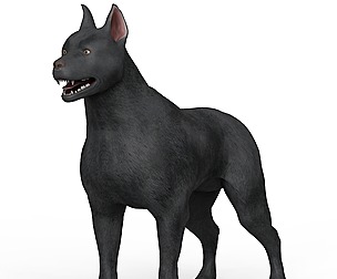 Black Dog