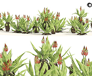 Aloe Vera Cluster
