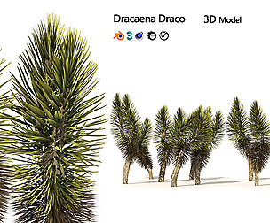 Dracaena Draco trees