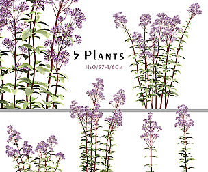 Set of Eupatorium Purpureum Plant (Joe Pye weed)