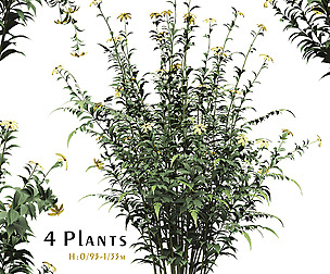 Set of Rudbeckia laciniata Plant ( Coneflower )