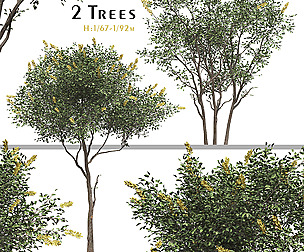 Set of Argyrocytisus Battandieri Tree ( Broom )