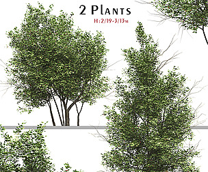 Set of Ilex Mucronata Plant (Mountain holly)