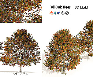 Autumn Quercus imbricaria Oak Fall Trees
