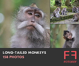 158 photos of Long-Tailed Monkeys