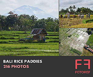 216 photos of Bali Rice Paddies