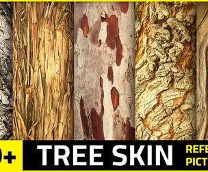 550+ TREE SKIN Reference Pictures