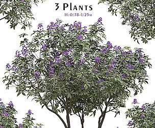 Set of Rhododendron Ponticum Plant (3 Plants)