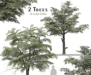 Set of Fraxinus Excelsior Tree (Common ash)