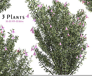 Set of Lysionotus Pauciflorus Plant ( Lavender )