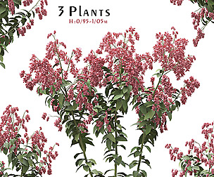 Set of Polygonum Orientale Plant