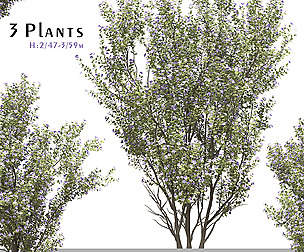 Set of Tibouchina Semidecandra Plant