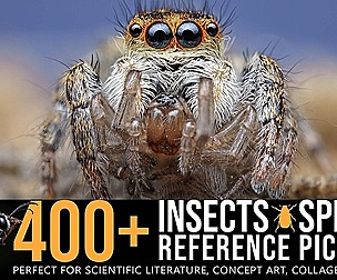 400+ Insects and Spiders Reference Pictures