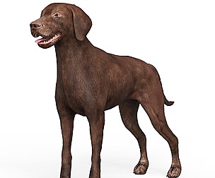 Brown Dog