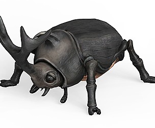 Rhino Beetle