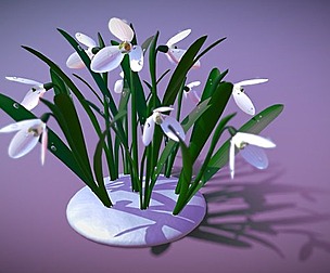 Galanthus flower
