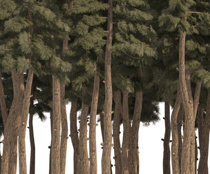 Douglas Fir Forest trees
