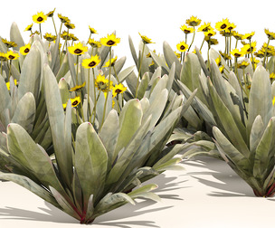 Ruilopezia Flower cluster