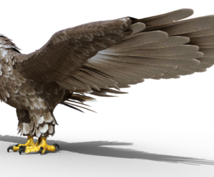 Golden Eagle Realistic model