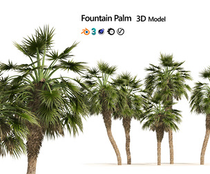 5 Fountain Palms