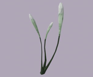 Pearl Flower