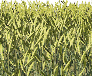 Young Wheat Field